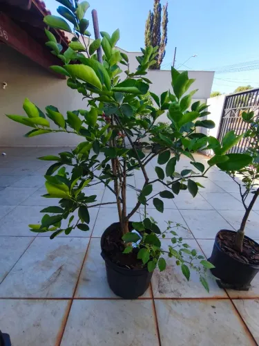 Muda Limão Taiti altura 125cm