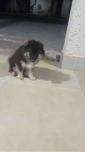 Vendo Spitz Alemão 