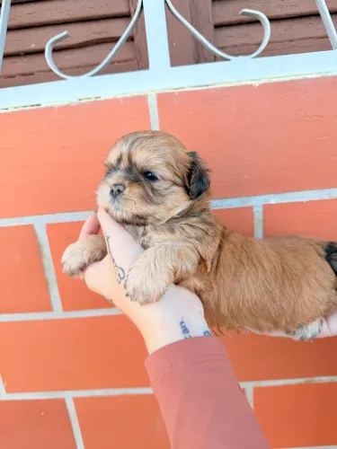 Filhote de lhasa apso 