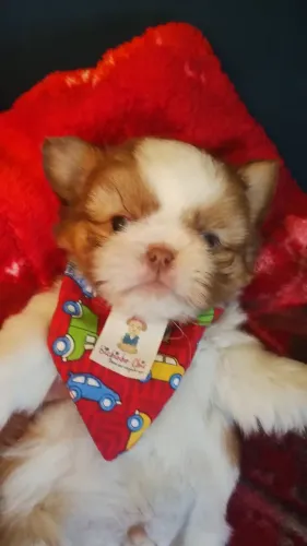Lindos machinho disponíveis
