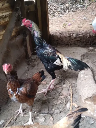 Frango indio prata canela branca 
