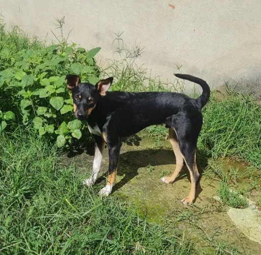 Animais de estimação