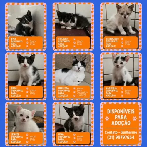 DOAÇÃO DE GATINHOS