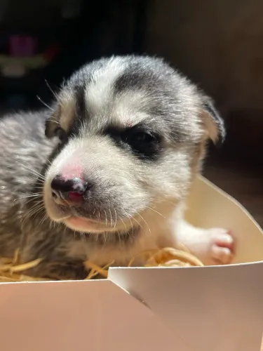 Filhote de husky siberiano 