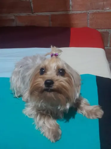 Filhotes de yorkieshire 