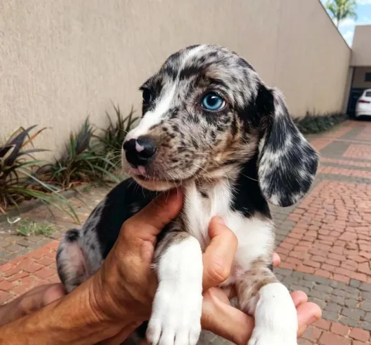 Filhotes de Beagle Merle
