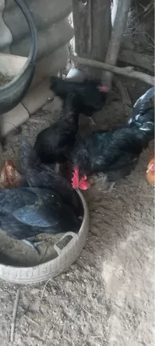 Dúzia de ovos galinha poedeira negra