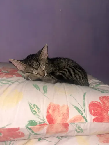 doa-se gatinha
