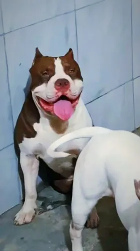 Padreador para cobertura/ Pitmonster Sangue pesado