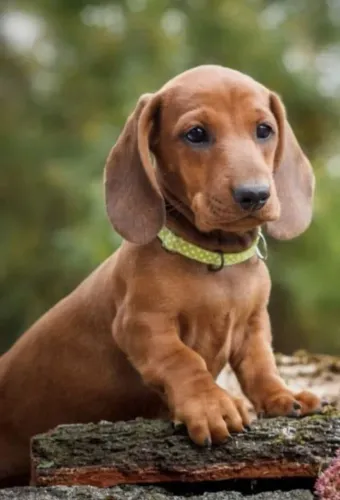 Dachshund/ Basset Anima até dias difíceis