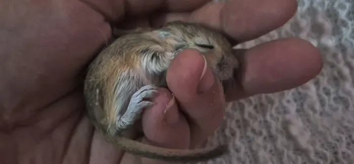 Gerbil, esquilo da mongolia
