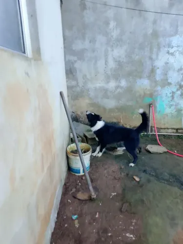 Borde collie barato