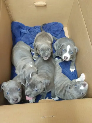 American Bully - Companhia Perfeita 