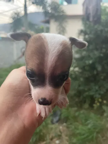 Vendo Pinscher