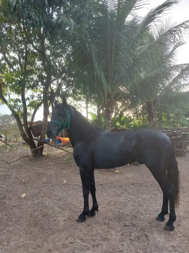 Garanhão preto fechado.