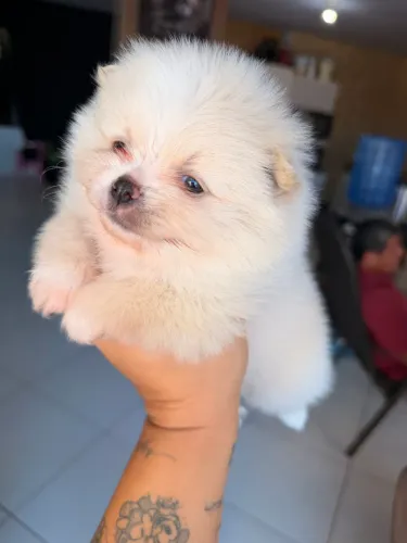 Lulu mini