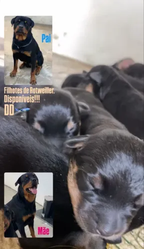 Filhotes de Rotweiller