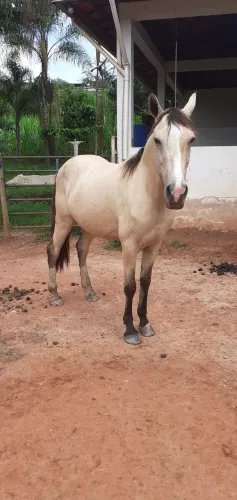 Mangalarga Marchador c/ Registro Definitivo 
