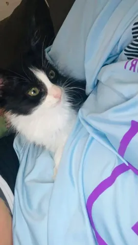 Gata femea filhote