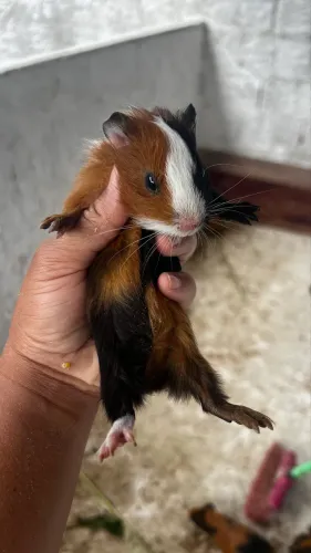 Vendo porquinho da índia macho (30 dias de vida)