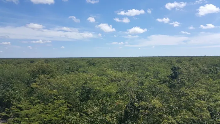 Mata atlantica para compensaçao de reserva legal