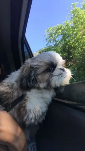 Shih Tzu Um novo amigo para criar momentos inesquecíveis