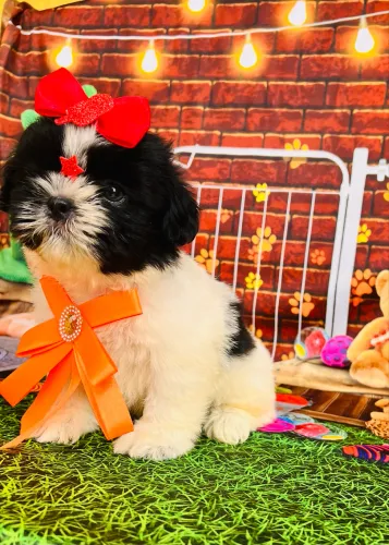 Fêmeas lindas Shih tzu pedigree e microchip opc