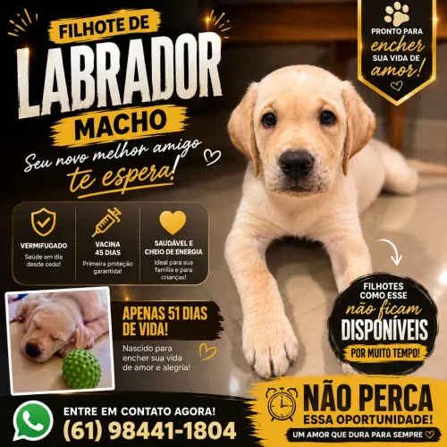 Filhote de Labrador