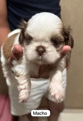 SHIHTZU