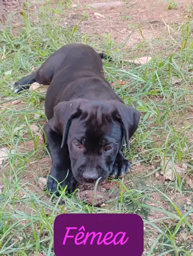 Filhote de CANE CORSO 