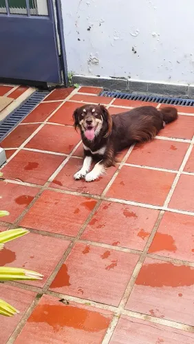 Doação cachorro fêmea