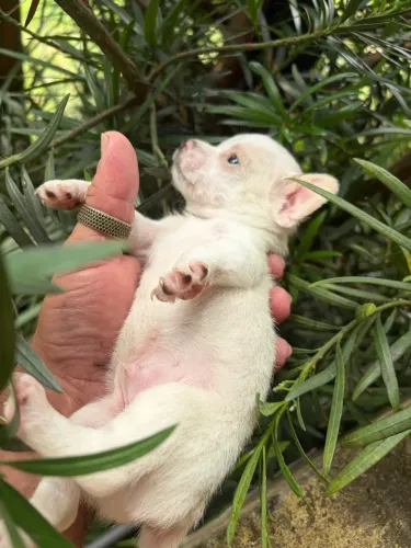 chihuahua pelo curto