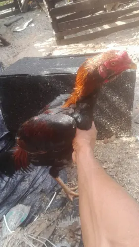 Galo de raça 
