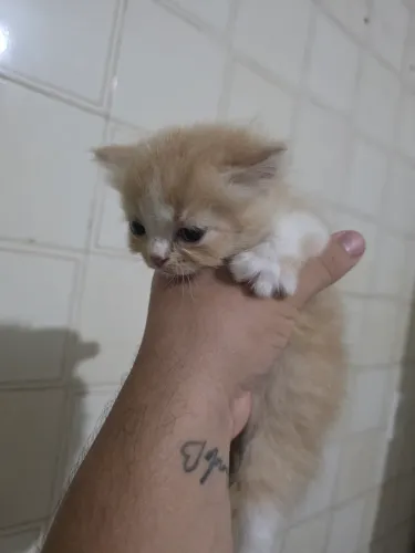 Gata Persa Laranja c/ Branco