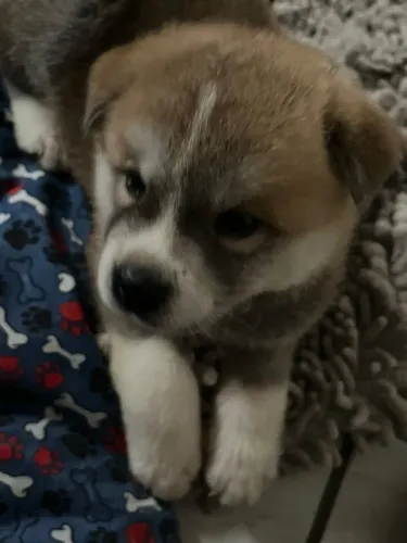 FILHOTE DE AKITA DISPONIVEL EM JOÃO PESSOA