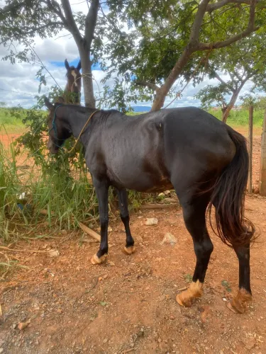 Égua macha picada 