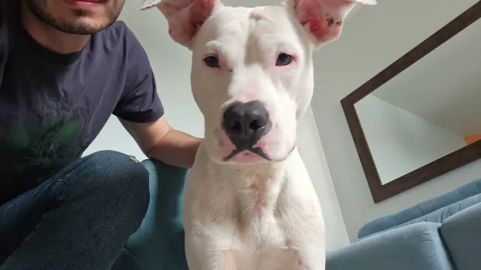 Adoção Responsável: Dogo Argentino (Por volta de um ano de idade), Apenas para Casa