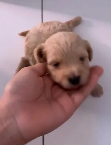 Filhotes de poodle para venda!