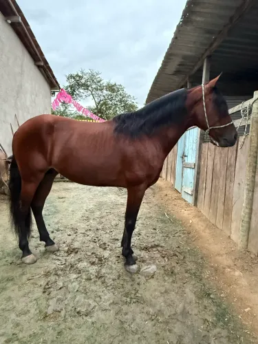 Cavalo mangalarga