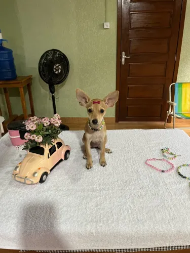 Vendo essa Pinscher fêmea