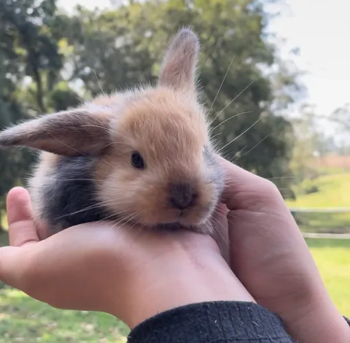 Mini Coelhos Lop