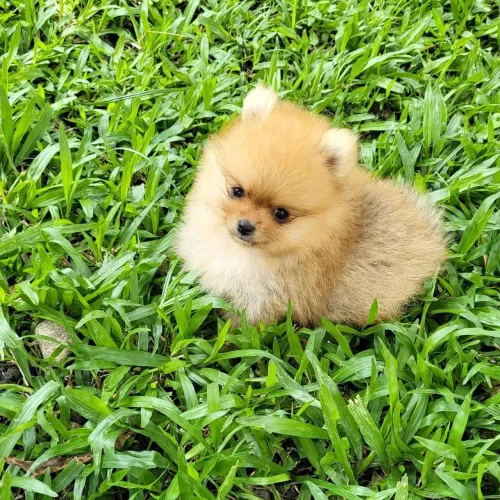 Lindos lulu Pomerânia 
