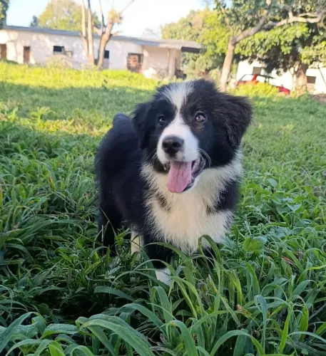 Lindos Border Collie