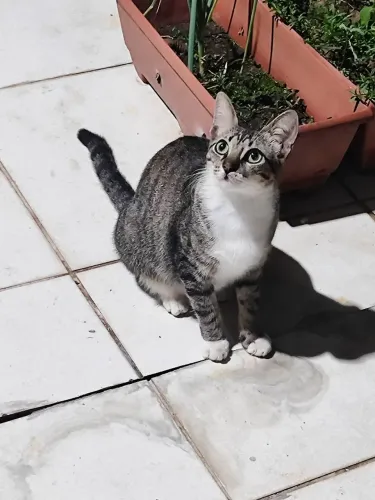 Gata para adoção