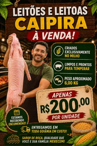 Leitões Caipiras 6kg | R$200 | Limpos | Entrego em Goiânia