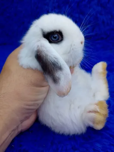 Mini coelho Lop de bicolor com delineador nos olhos
