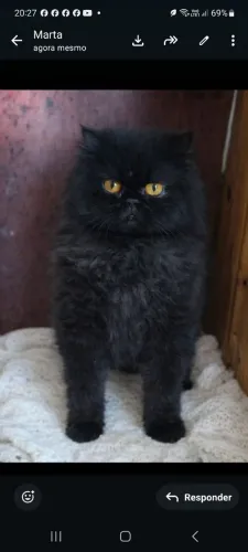 Gato Persa 