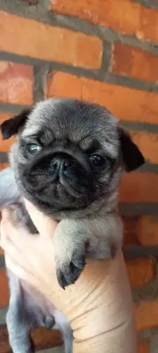 Pug,Pug Filhote Linda Linhagem Disponível