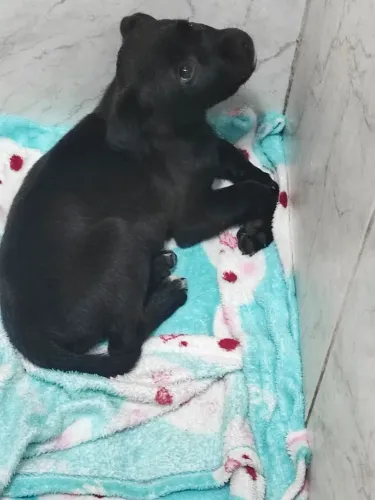 Doa vira lata 2 meses