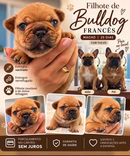 Filhote Bulldog francês